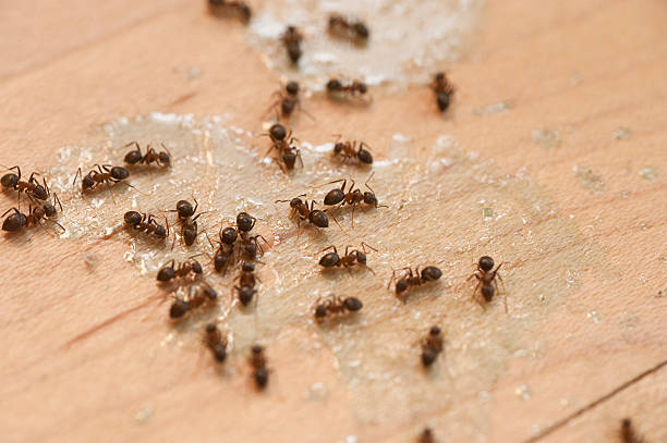 Best Ant Control Services  in Bushnell, IL